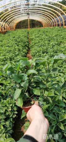 高度20厘米一串蓝