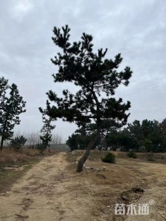 高度300厘米黑松