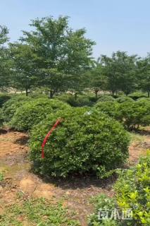 冠幅120厘米海桐球