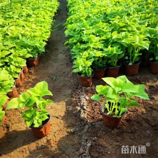 高度25厘米彩叶草