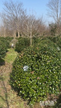 冠幅200厘米无刺枸骨球