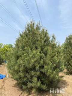 高度300厘米白皮松