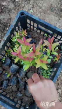高度15厘米金焰绣线菊