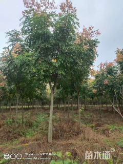 8公分栾树