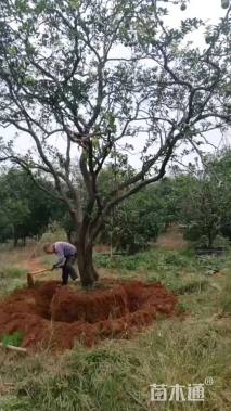 25公分丛生香橼