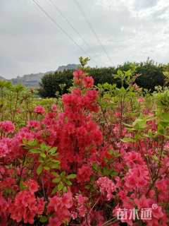 高度80厘米映山红