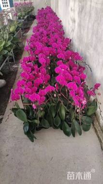 高度60厘米蝴蝶兰（光芒四射）