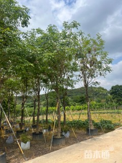 8公分黄花风铃木