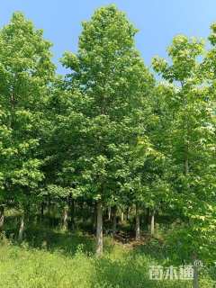 22公分北美枫香