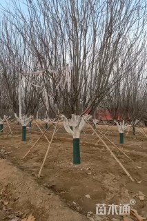 15公分西府海棠