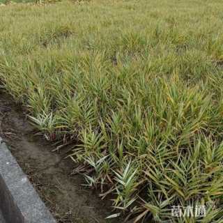 高度40厘米花叶芦竹