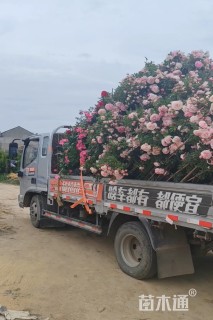 100厘米藤本月季