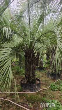 裸干高150厘米布迪椰子