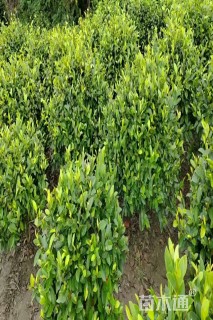 冠幅120厘米含笑球