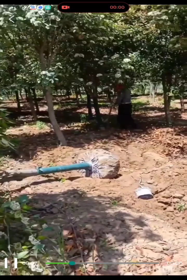 12公分红叶石楠