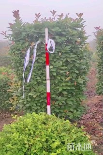 高度175厘米红叶石楠柱