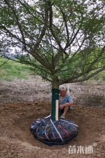 高度300厘米朱砂梅