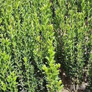 高度80厘米直立冬青