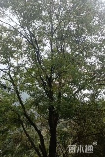 25公分黄连木