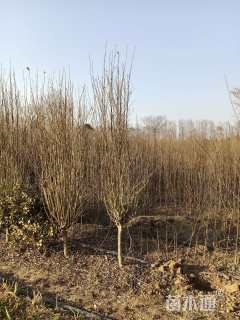 高度220厘米木槿