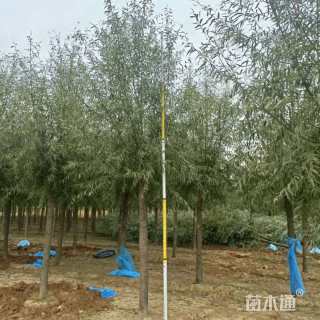 12公分漳河柳