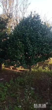 高度2000厘米茶花