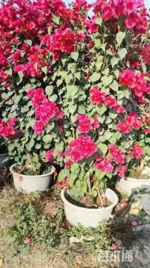高度120厘米红花三角梅