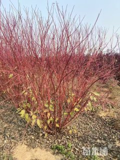 高度100厘米偃伏梾木