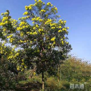 10公分黄金熊猫