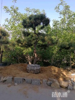 高度300厘米黑松