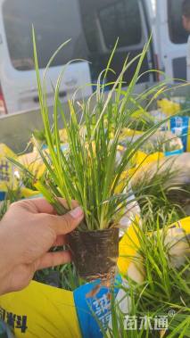 高度15厘米崂峪苔草