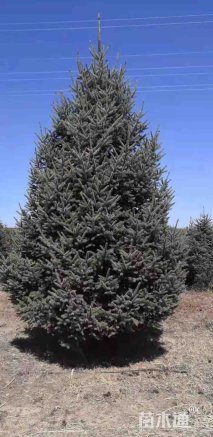 高度250厘米云杉