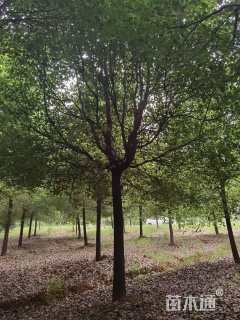 15公分香樟