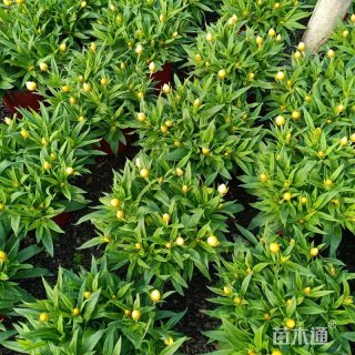 高度20厘米蜡菊
