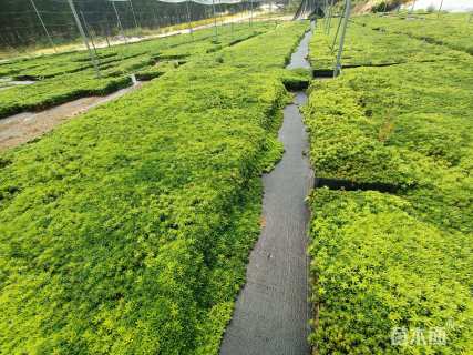 高度15厘米佛甲草