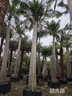 裸干高350厘米国王椰子