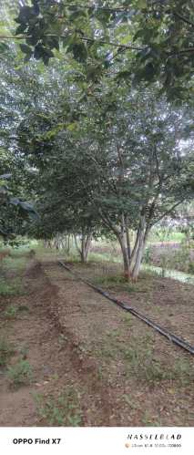 10公分(6杆)丛生朴树