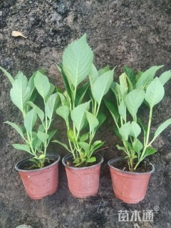 高度30厘米八仙花