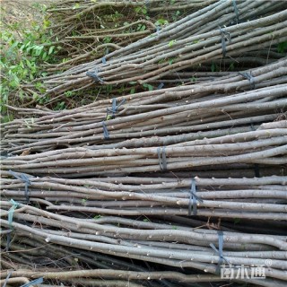 2公分榆树