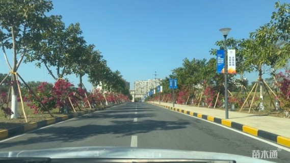 高度50厘米三角梅