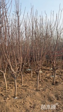 高度80厘米李子树