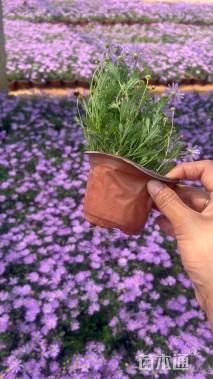 高度15厘米姬小菊