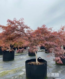高度1350厘米羽毛枫