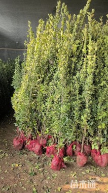 高度1.7厘米北海道黄杨