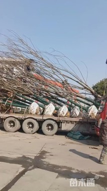 15公分栾树