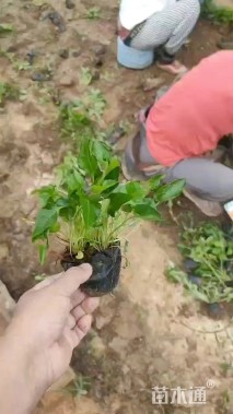 高度15厘米紫花地丁