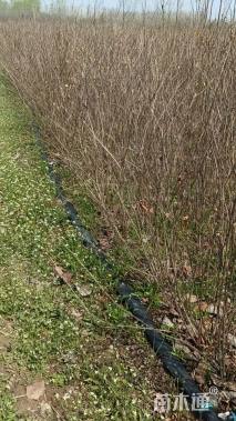 高度100厘米丛生紫薇