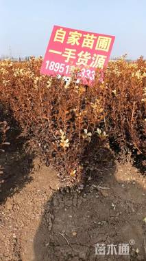 冠幅20厘米瓜子黄杨球