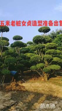 高度400厘米小叶女贞