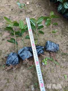 高度20厘米冷水花